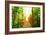 Picture of Arenal Hanging Bridges Ecological Reserve, Natural Rainforest Park-Anna Omelchenko-Framed Premium Giclee Print