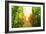 Picture of Arenal Hanging Bridges Ecological Reserve, Natural Rainforest Park-Anna Omelchenko-Framed Premium Giclee Print