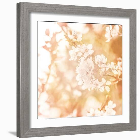 Picture of Beautiful Apple Tree Blossom-Anna Omelchenko-Framed Photographic Print