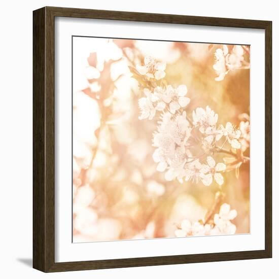 Picture of Beautiful Apple Tree Blossom-Anna Omelchenko-Framed Photographic Print