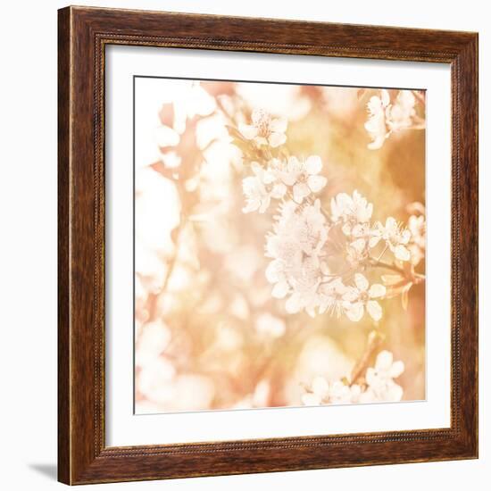 Picture of Beautiful Apple Tree Blossom-Anna Omelchenko-Framed Photographic Print