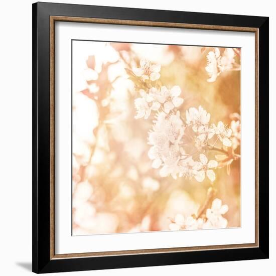 Picture of Beautiful Apple Tree Blossom-Anna Omelchenko-Framed Photographic Print