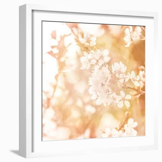 Picture of Beautiful Apple Tree Blossom-Anna Omelchenko-Framed Photographic Print