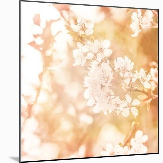 Picture of Beautiful Apple Tree Blossom-Anna Omelchenko-Mounted Photographic Print