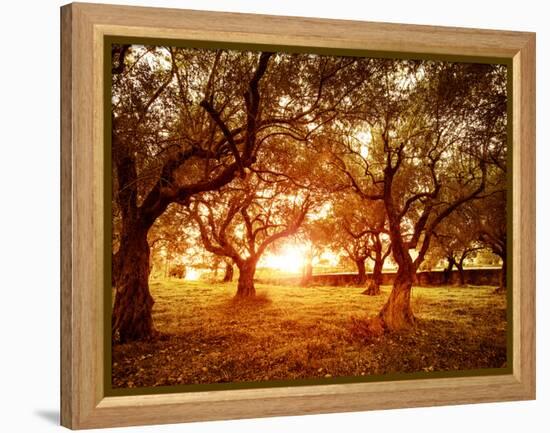 Picture of Beautiful Orange Sunset in Olive Trees Garden-Anna Omelchenko-Framed Premier Image Canvas