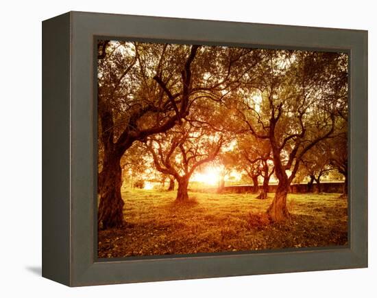 Picture of Beautiful Orange Sunset in Olive Trees Garden-Anna Omelchenko-Framed Premier Image Canvas