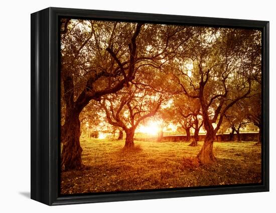 Picture of Beautiful Orange Sunset in Olive Trees Garden-Anna Omelchenko-Framed Premier Image Canvas