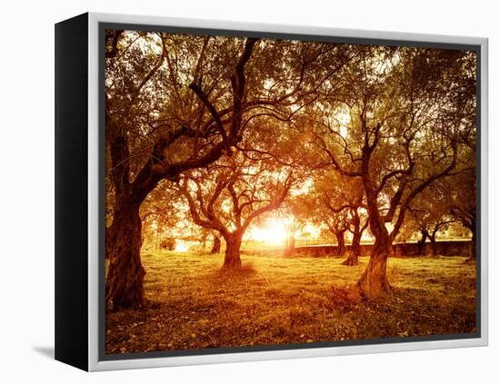 Picture of Beautiful Orange Sunset in Olive Trees Garden-Anna Omelchenko-Framed Premier Image Canvas