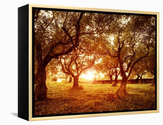 Picture of Beautiful Orange Sunset in Olive Trees Garden-Anna Omelchenko-Framed Premier Image Canvas