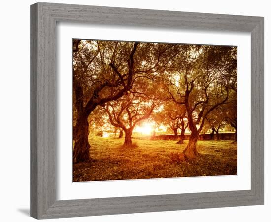 Picture of Beautiful Orange Sunset in Olive Trees Garden-Anna Omelchenko-Framed Photographic Print