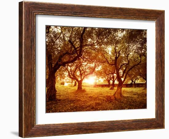 Picture of Beautiful Orange Sunset in Olive Trees Garden-Anna Omelchenko-Framed Photographic Print