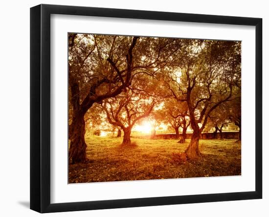 Picture of Beautiful Orange Sunset in Olive Trees Garden-Anna Omelchenko-Framed Photographic Print