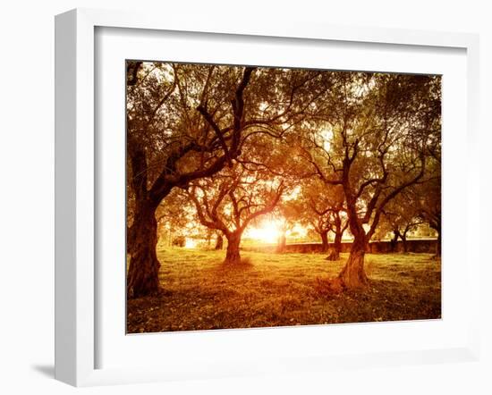 Picture of Beautiful Orange Sunset in Olive Trees Garden-Anna Omelchenko-Framed Photographic Print