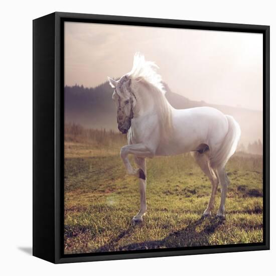 Picture of Majestic White Arabian Horse-Konrad B?k-Framed Premier Image Canvas