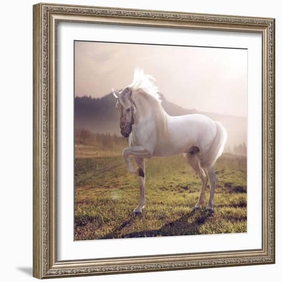 Picture of Majestic White Arabian Horse-Konrad B?k-Framed Photographic Print