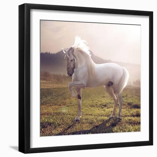 Picture of Majestic White Arabian Horse-Konrad B?k-Framed Photographic Print