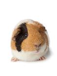 Cute Guinea Pig on White Background-Picture Partners-Photographic Print