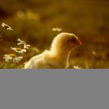 A Chick Standing on the Grass Next to Some Daisy's, Outside-Picturebank-Mounted Photographic Print