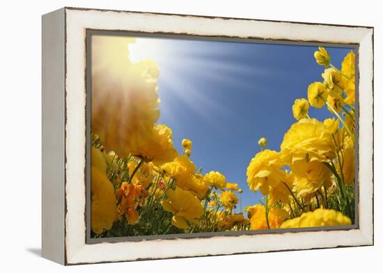 Picturesque Field of Beautiful Yellow Buttercups Ranunculus-kavram-Framed Premier Image Canvas