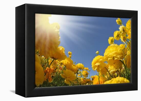 Picturesque Field of Beautiful Yellow Buttercups Ranunculus-kavram-Framed Premier Image Canvas