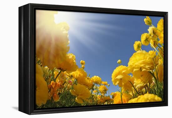 Picturesque Field of Beautiful Yellow Buttercups Ranunculus-kavram-Framed Premier Image Canvas