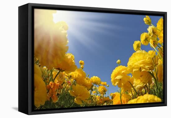 Picturesque Field of Beautiful Yellow Buttercups Ranunculus-kavram-Framed Premier Image Canvas