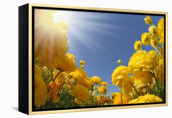 Picturesque Field of Beautiful Yellow Buttercups Ranunculus-kavram-Framed Premier Image Canvas