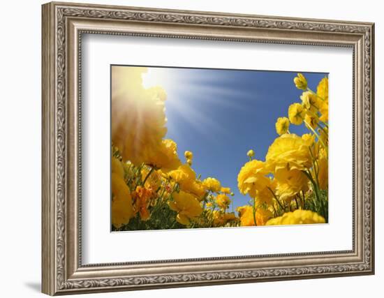 Picturesque Field of Beautiful Yellow Buttercups Ranunculus-kavram-Framed Photographic Print