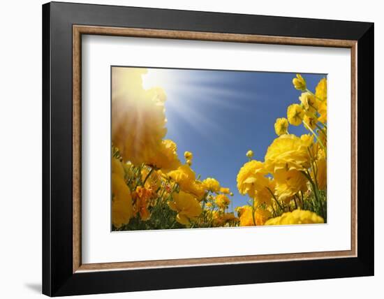 Picturesque Field of Beautiful Yellow Buttercups Ranunculus-kavram-Framed Photographic Print