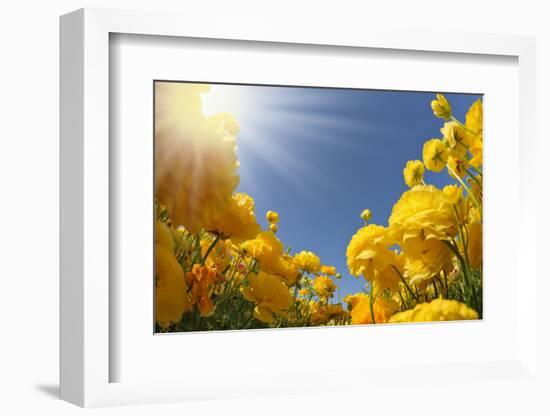 Picturesque Field of Beautiful Yellow Buttercups Ranunculus-kavram-Framed Photographic Print