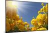 Picturesque Field of Beautiful Yellow Buttercups Ranunculus-kavram-Mounted Photographic Print