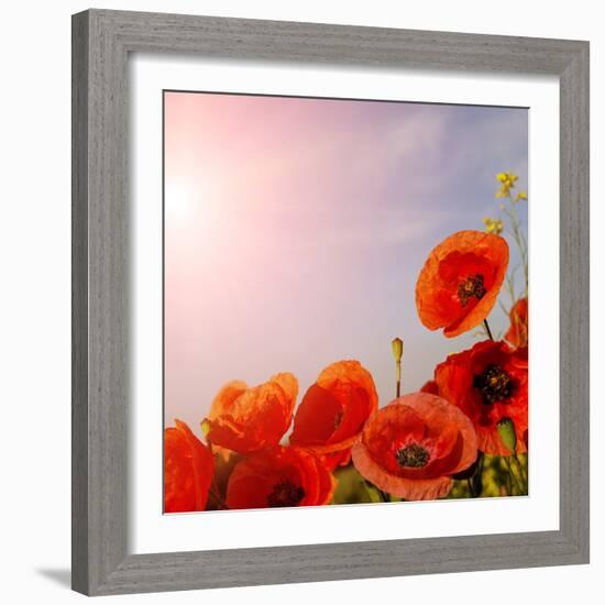 Picturesque Scene. Closeup Fresh, Red Flowers Poppy on the Green Field, in the Sunlight. on the Per-Yevhenii Chulovskyi-Framed Photographic Print