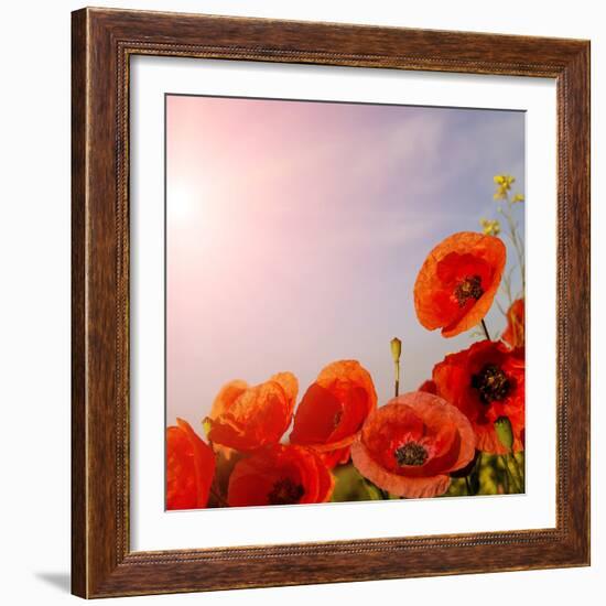 Picturesque Scene. Closeup Fresh, Red Flowers Poppy on the Green Field, in the Sunlight. on the Per-Yevhenii Chulovskyi-Framed Photographic Print