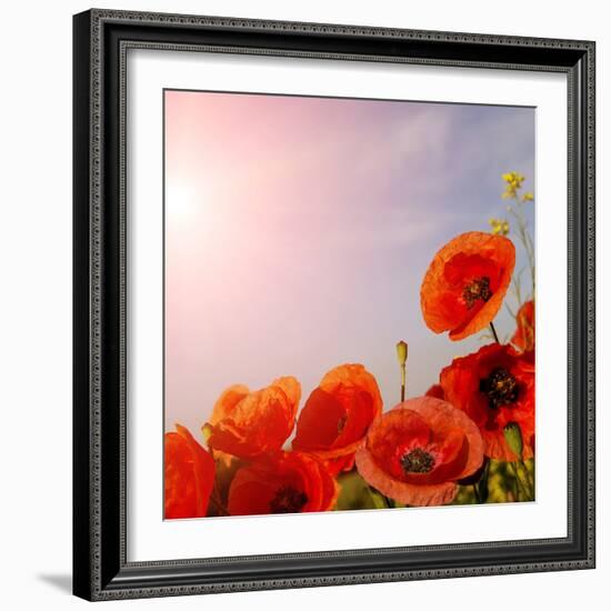 Picturesque Scene. Closeup Fresh, Red Flowers Poppy on the Green Field, in the Sunlight. on the Per-Yevhenii Chulovskyi-Framed Photographic Print