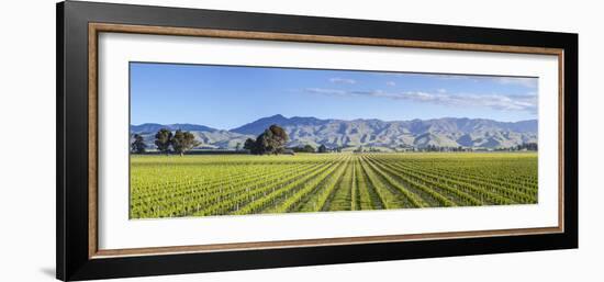 Picturesque Vineyard, Blenheim, Marlborough, South Island, New Zealand-Doug Pearson-Framed Photographic Print