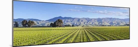 Picturesque Vineyard, Blenheim, Marlborough, South Island, New Zealand-Doug Pearson-Mounted Photographic Print