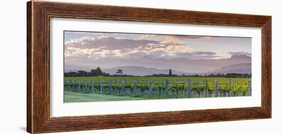 Picturesque Vineyard Illuminated at Sunset, Blenheim, Marlborough, South Island, New Zealand-Doug Pearson-Framed Photographic Print