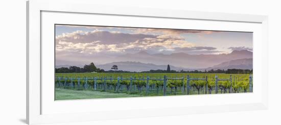 Picturesque Vineyard Illuminated at Sunset, Blenheim, Marlborough, South Island, New Zealand-Doug Pearson-Framed Photographic Print