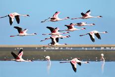 Lesser Flamingo, Phoenicopterus Minor. Photographed in Flight at the Wetlands South of Walvis Bay N-PicturesWild-Framed Photographic Print