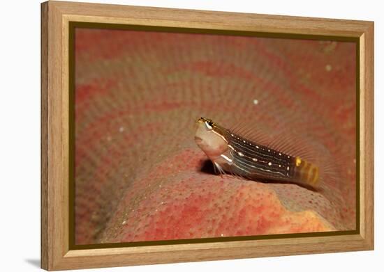 Pictus Blenny (Ecsenius Pictus) Pacific Ocean, Panglao Island-Reinhard Dirscherl-Framed Premier Image Canvas