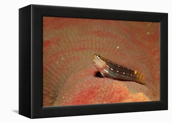 Pictus Blenny (Ecsenius Pictus) Pacific Ocean, Panglao Island-Reinhard Dirscherl-Framed Premier Image Canvas