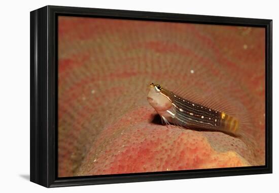 Pictus Blenny (Ecsenius Pictus) Pacific Ocean, Panglao Island-Reinhard Dirscherl-Framed Premier Image Canvas