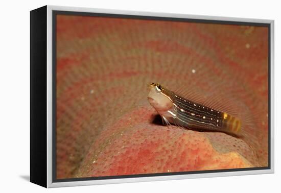 Pictus Blenny (Ecsenius Pictus) Pacific Ocean, Panglao Island-Reinhard Dirscherl-Framed Premier Image Canvas