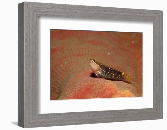 Pictus Blenny (Ecsenius Pictus) Pacific Ocean, Panglao Island-Reinhard Dirscherl-Framed Photographic Print