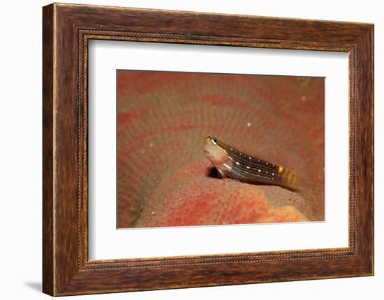 Pictus Blenny (Ecsenius Pictus) Pacific Ocean, Panglao Island-Reinhard Dirscherl-Framed Photographic Print