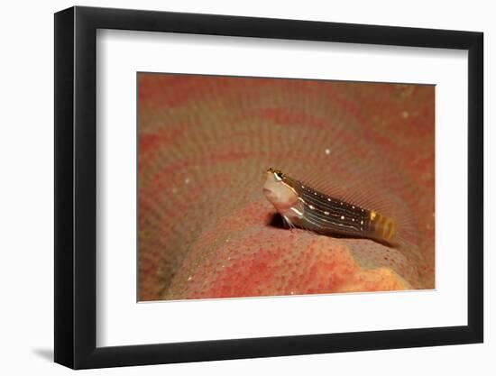 Pictus Blenny (Ecsenius Pictus) Pacific Ocean, Panglao Island-Reinhard Dirscherl-Framed Photographic Print