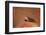 Pictus Blenny (Ecsenius Pictus) Pacific Ocean, Panglao Island-Reinhard Dirscherl-Framed Photographic Print