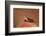 Pictus Blenny (Ecsenius Pictus) Pacific Ocean, Panglao Island-Reinhard Dirscherl-Framed Photographic Print