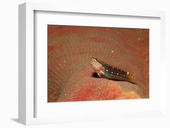 Pictus Blenny (Ecsenius Pictus) Pacific Ocean, Panglao Island-Reinhard Dirscherl-Framed Photographic Print