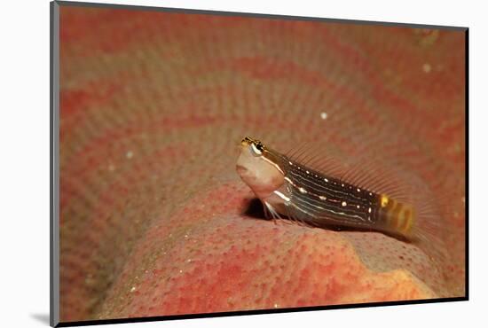 Pictus Blenny (Ecsenius Pictus) Pacific Ocean, Panglao Island-Reinhard Dirscherl-Mounted Photographic Print